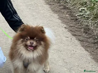 Pomeranian dogs Rare lilac girl. Choc girl. Choc&tan boy - Advert 2