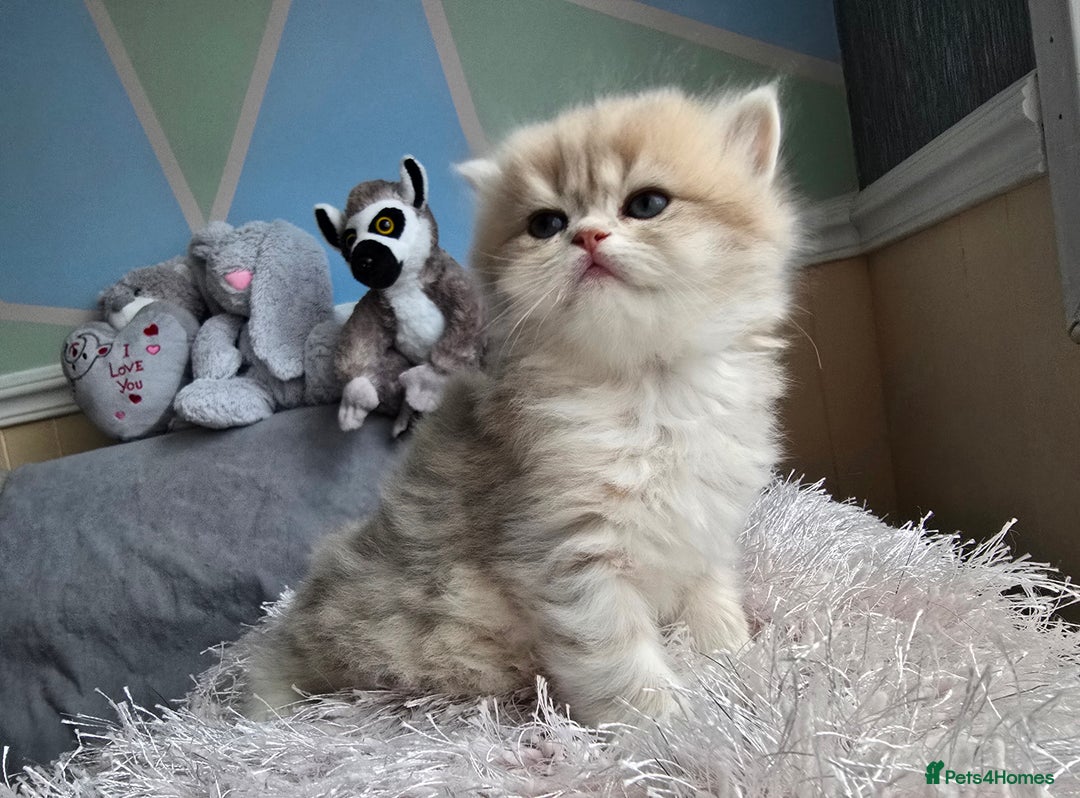 British Shorthair cats for sale: Pedigree golden British shorthair and longhair  - Advert 10