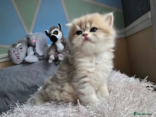 British Shorthair cats Pedigree golden British shorthair and longhair - Advert 13