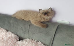 Ragdoll cats for sale: Reduced RARE Brown/mink Green-eyed Ragdoll kittens - Image 14