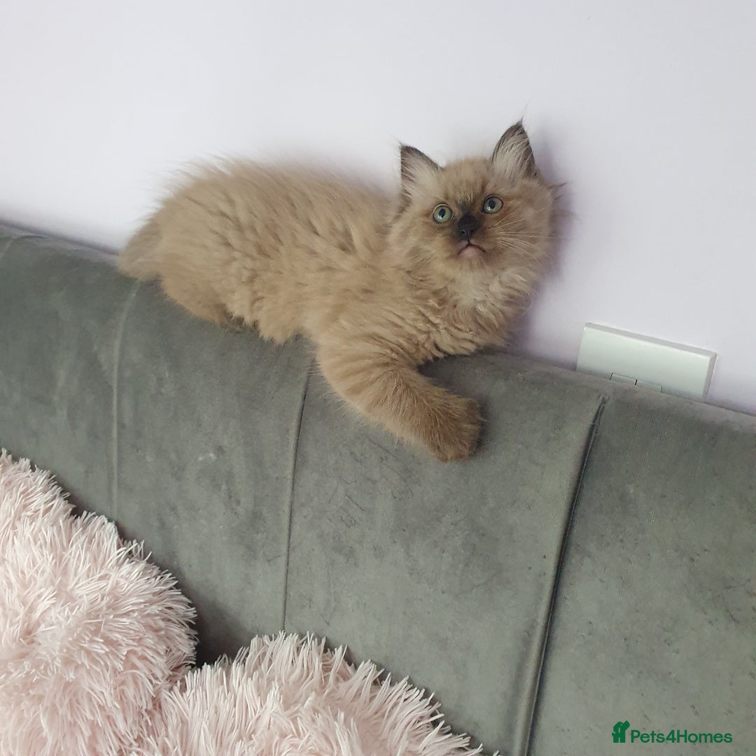 Ragdoll cats for sale: Reduced RARE Brown/mink Green-eyed Ragdoll kittens - Image 14