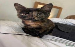 Mixed Breed cats for sale:  Beautiful Torti, female cats and black kittens - Image 1