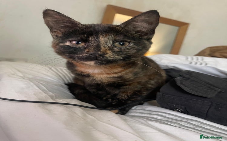Mixed Breed cats - Advert 1