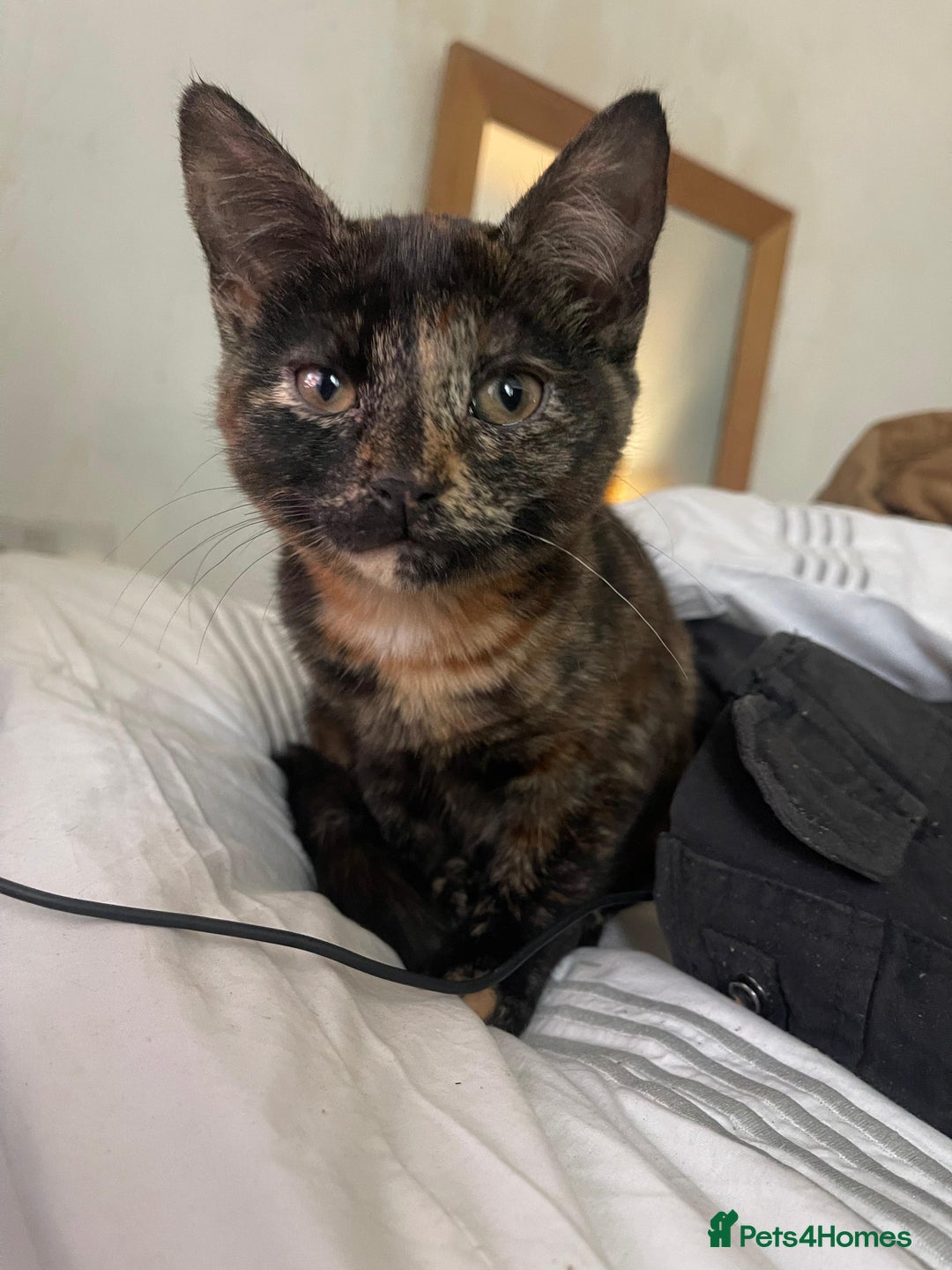 Mixed Breed cats for sale:  Beautiful Torti, female cats and black kittens - Image 1