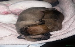 Mixed Breed dogs for sale: Bulldach Puppies - Image 10