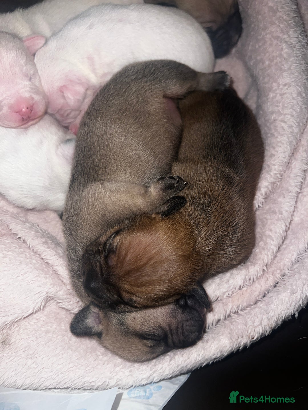 Mixed Breed dogs for sale: Bulldach Puppies - Image 10