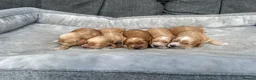 Cocker Spaniel dogs for sale: Working cocker spaniel puppies  in Worcester - Advert 2