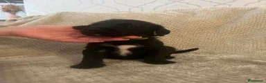 Mixed Breed 2