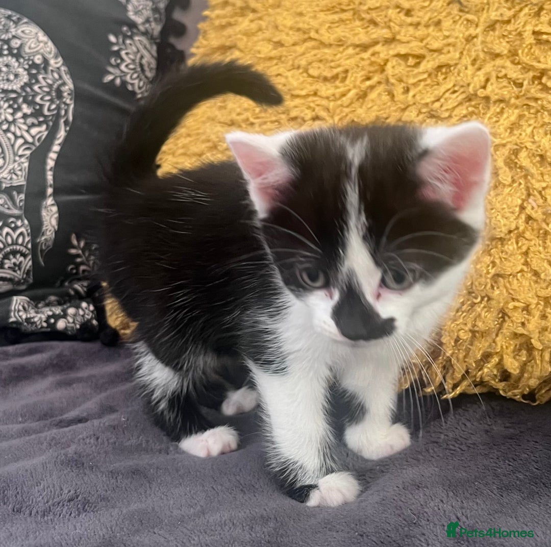 Mixed Breed cats for sale: Kittens for sale - Image 6