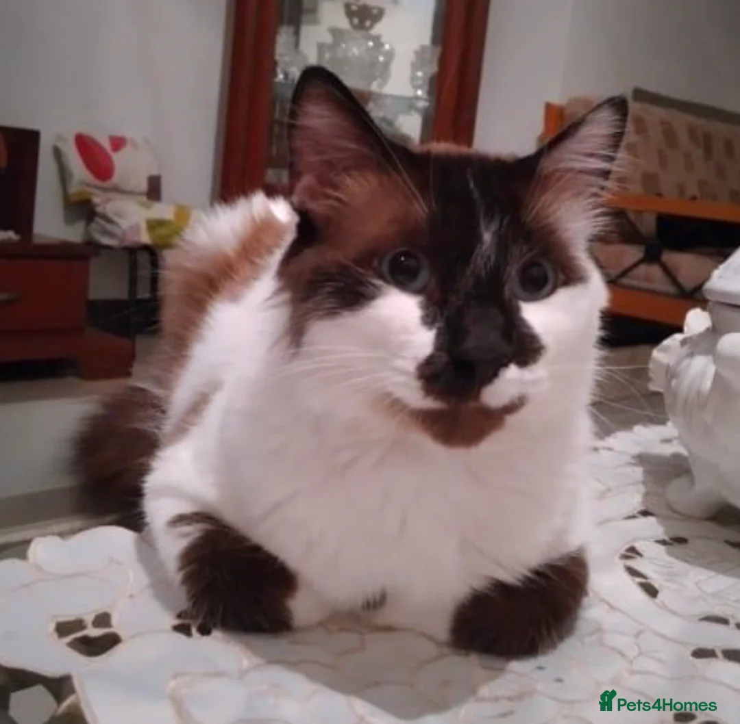 Ragdoll cats for adoption: Stunning Lucia: looking for a home as an only cat in Whitstable - Advert 6