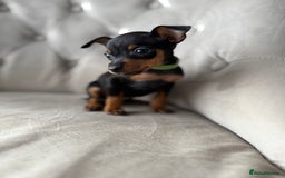 Miniature Pinscher dogs for sale: Not KC Reg Miniature Pincher Girl - Image 6