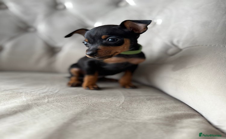 Miniature Pinscher dogs - Advert 1