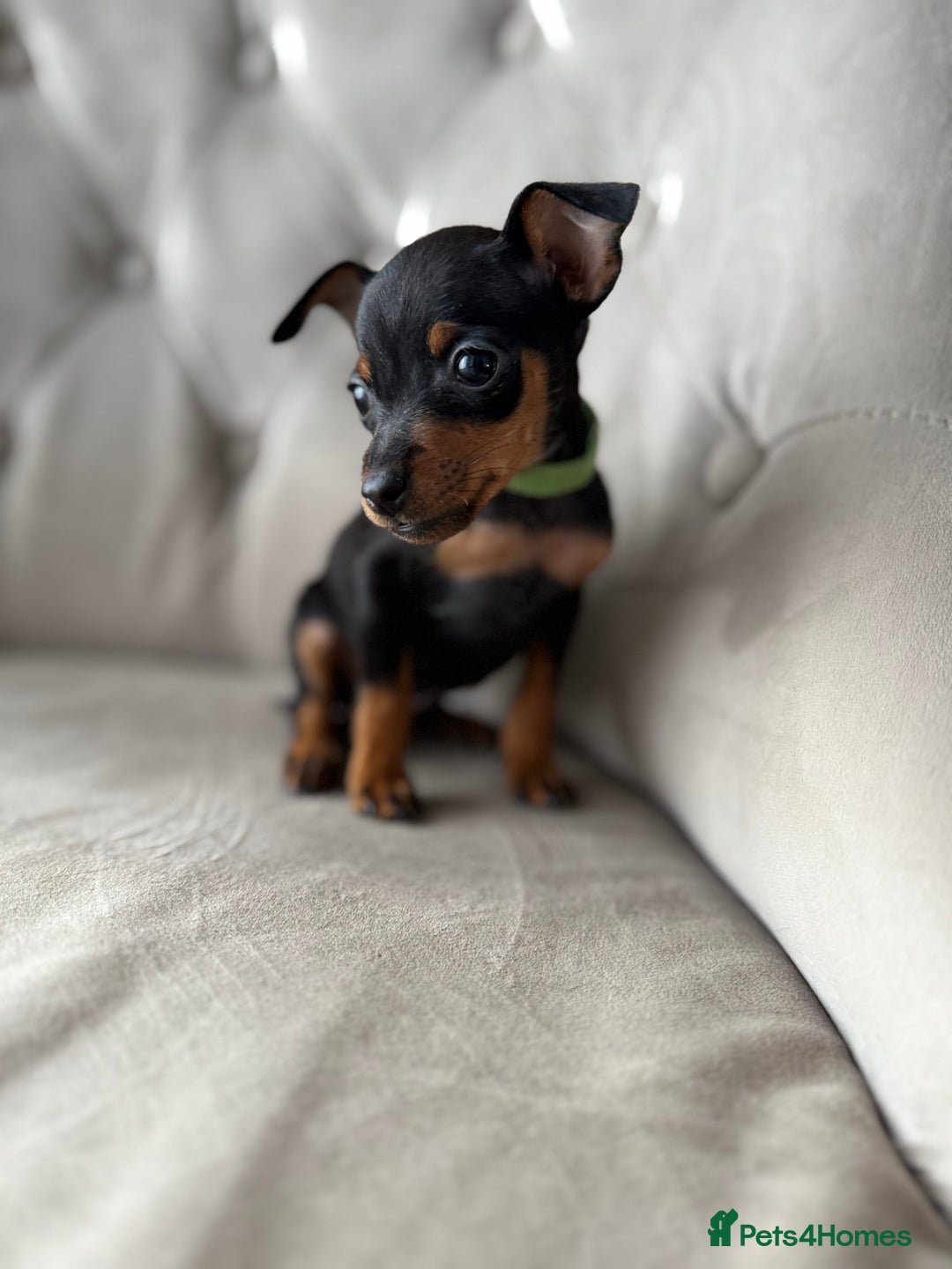Miniature Pinscher dogs for sale: Not KC Reg Miniature Pincher Girl - Image 6