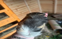 Guinea Pig rodents for sale: 3 male longhair guinea pigs  - Image 6