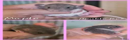Rat rodents for sale: Baby Dumbo Rats - Girls - FOR RESERVE - REX, DR - Advert 6