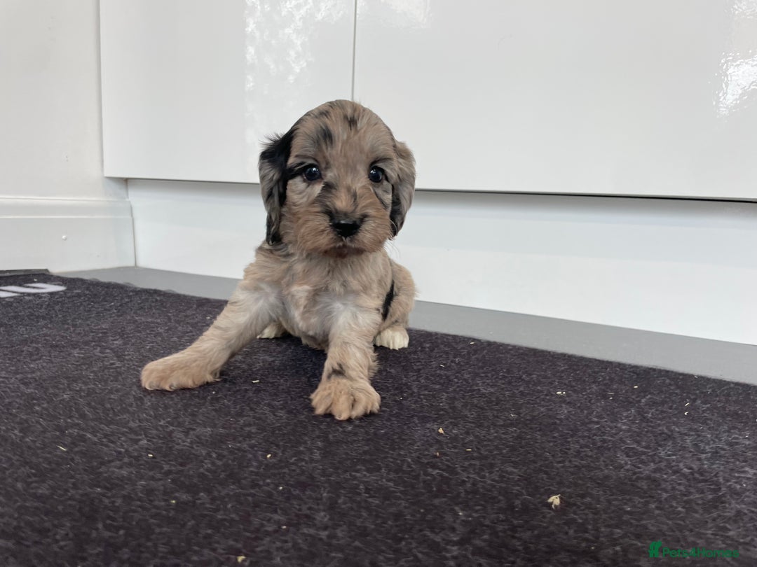 Cockapoo dogs for sale: F1 Cockapoos for sale  - Image 5