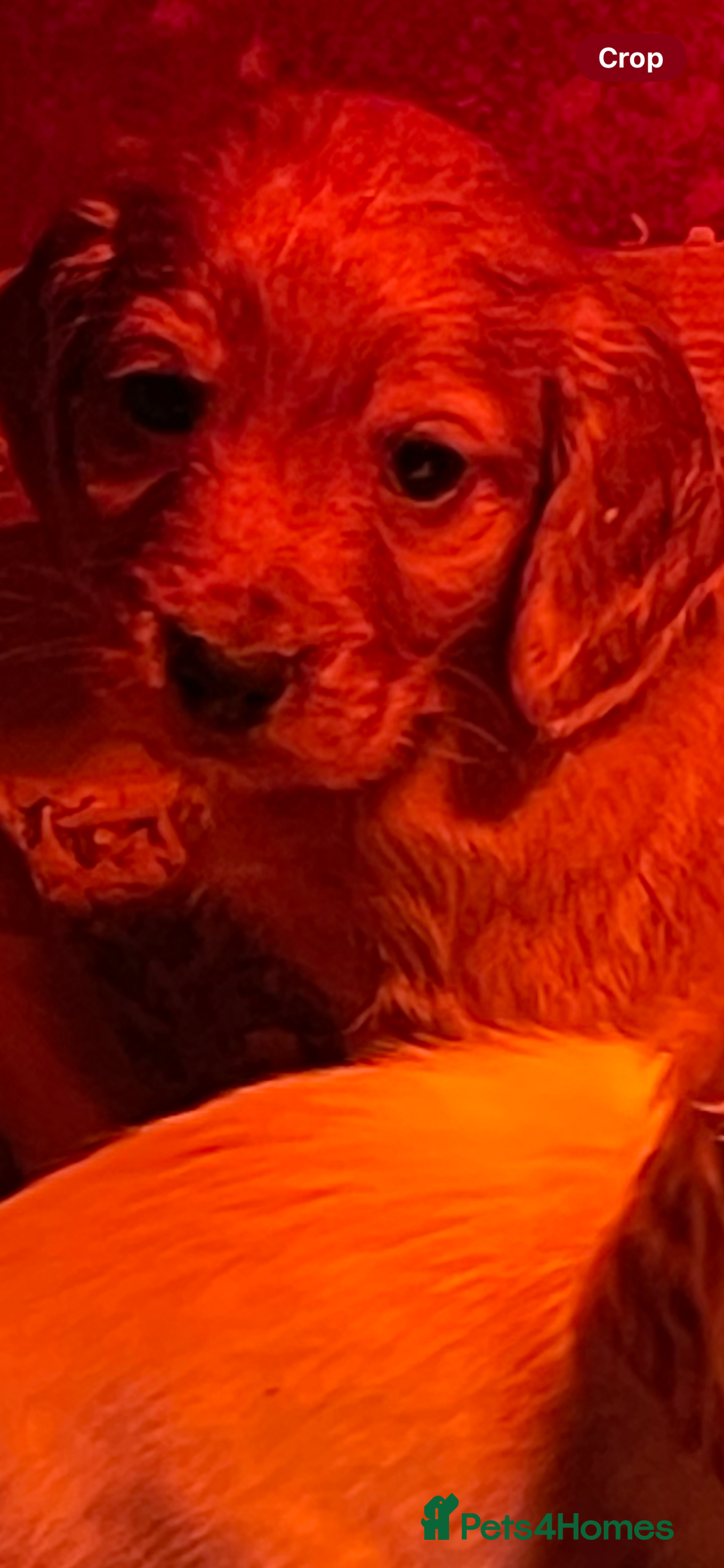 Cocker Spaniel dogs for sale: Cocker Spaniel Puppies - Advert 3