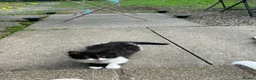 Mixed Breed cats for sale: Unique Smart Kittens for Loving Homes  in Kilwinning - Advert 4