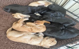 Sprocker dogs for sale: Cocker spaniel pups  - Image 14