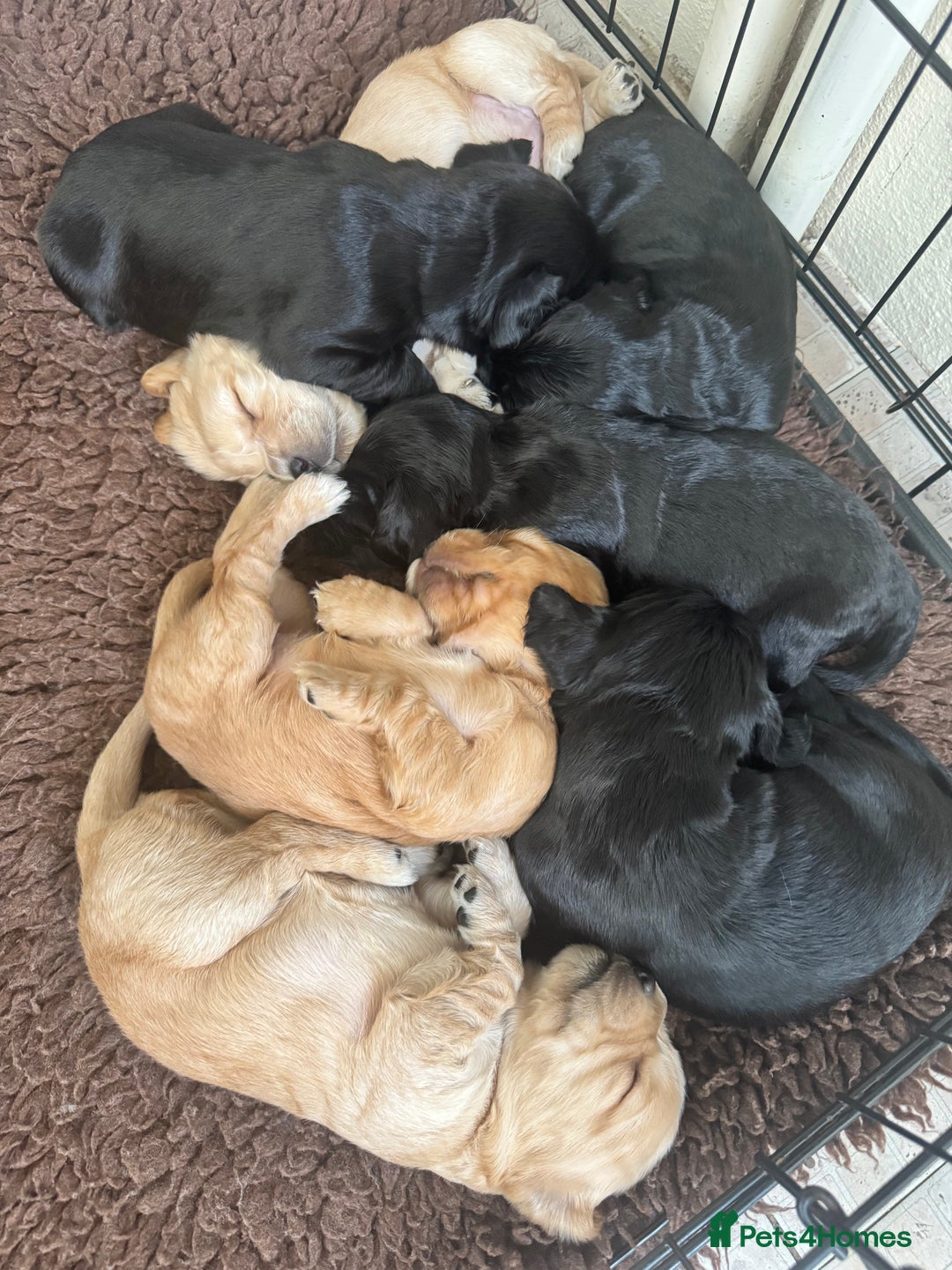 Sprocker dogs for sale: Cocker spaniel pups  - Image 14