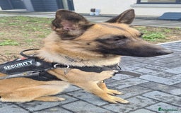 Belgian Shepherd Dog dogs for sale: Belgian Malinois Puppies - Image 4