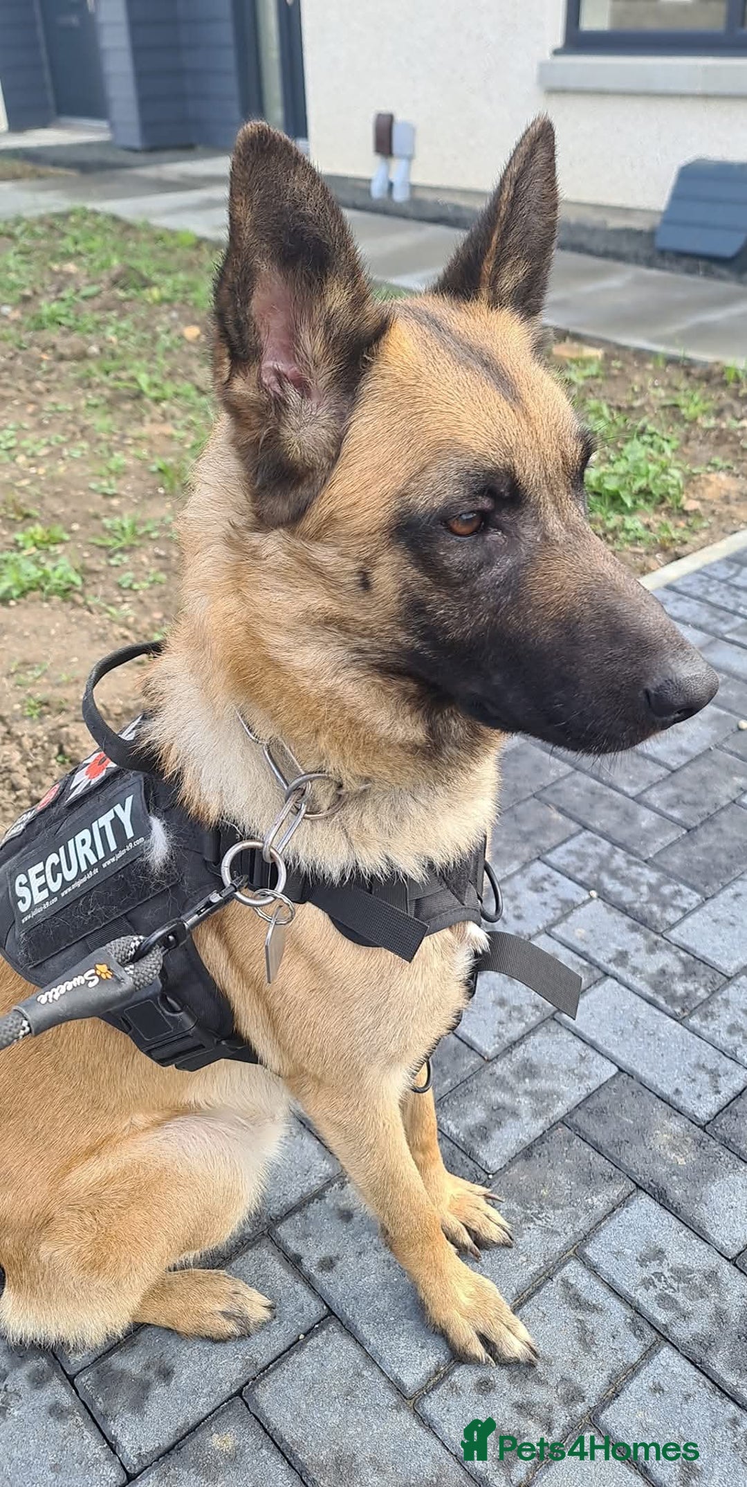 Belgian Shepherd Dog dogs for sale: Belgian Malinois Puppies - Image 4