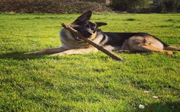 German Shepherd dogs for sale: German shepherd puppies  - Image 4