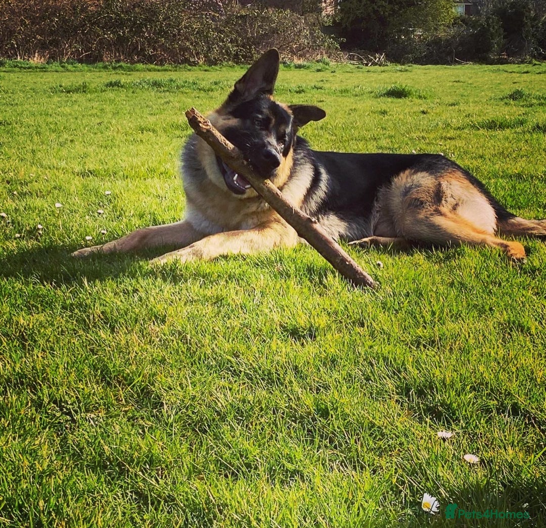 German Shepherd dogs for sale: German shepherd puppies  - Image 4