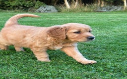 Golden Retriever dogs for sale: KC reg Golden Retriever puppies  - Image 6