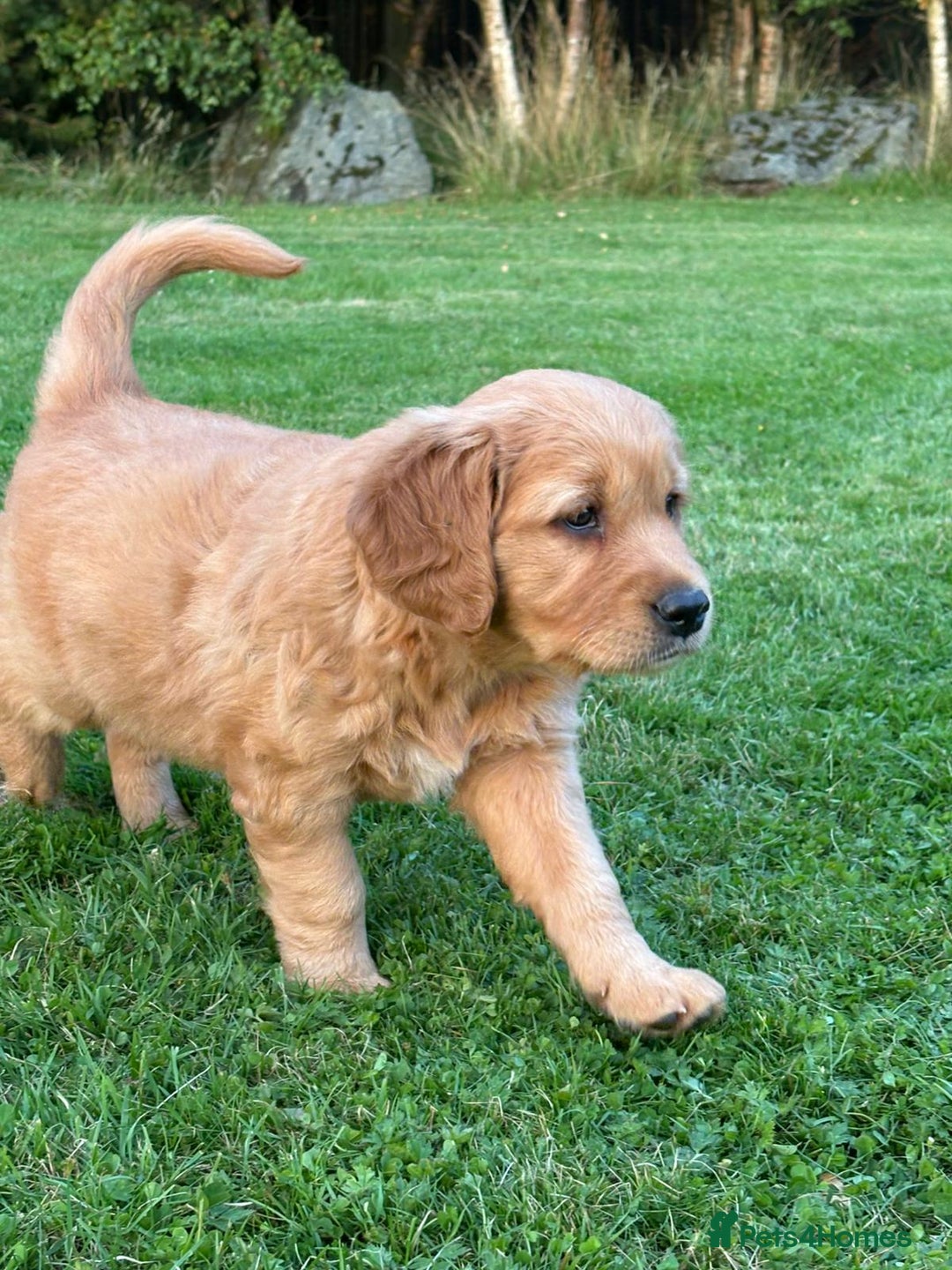 Golden Retriever dogs for sale: KC reg Golden Retriever puppies  - Image 6