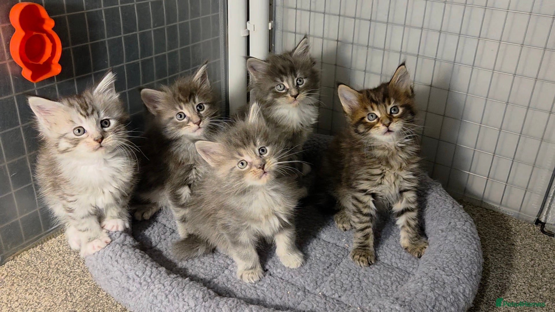 Maine Coon cats Tica Beautiful Maine Coon Kittens  - Advert 1