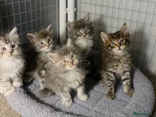 Maine Coon cats Tica Beautiful Maine Coon Kittens - Advert 2