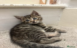 Bengal cats for sale: 4 Bengal cross kittens  - Image 10