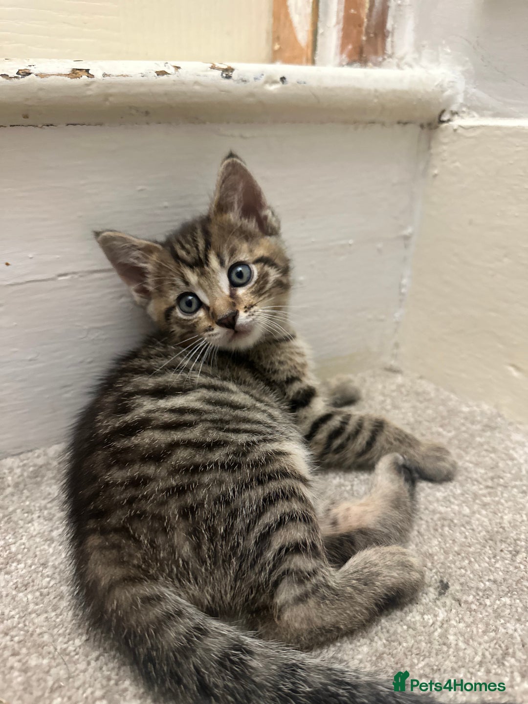 Bengal cats for sale: 4 Bengal cross kittens  - Image 10