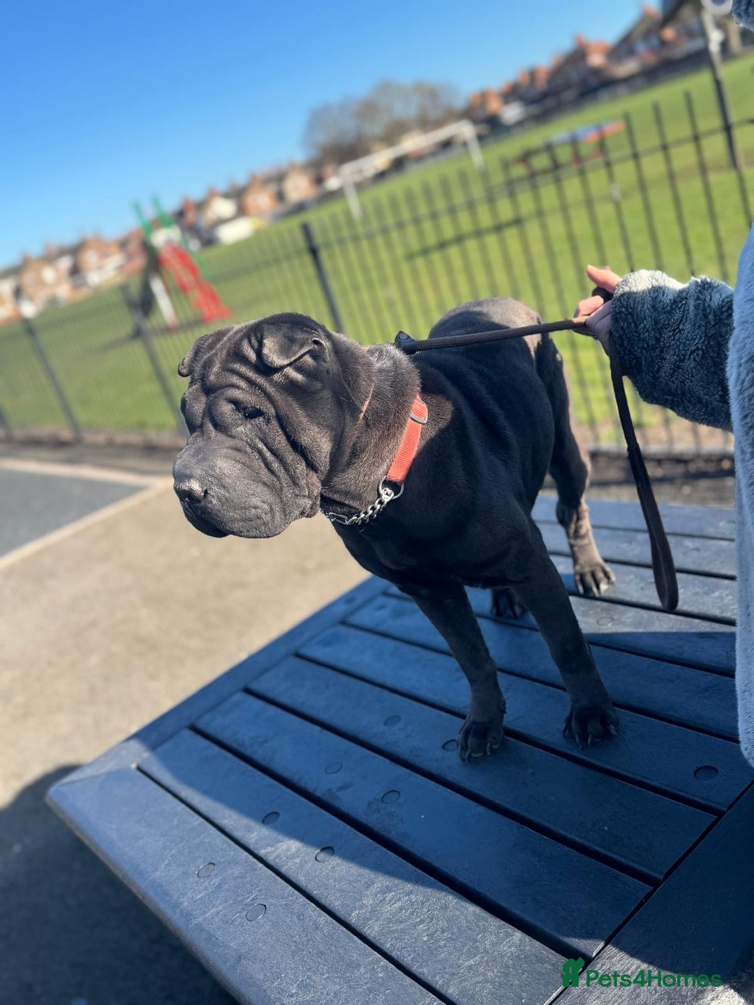 Shar Pei dogs for sale: Shar pi Rosie - Image 2