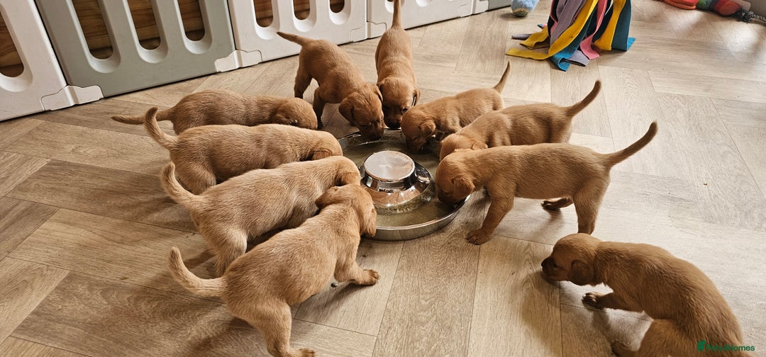 Labrador Retriever dogs for sale: THE LAST KC FOX RED GIRL READY TO LEAVE NOW  - Image 19