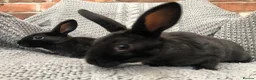 Rex rabbits for sale: Beautiful velvet mini Rex & Rex rabbits - Advert 11