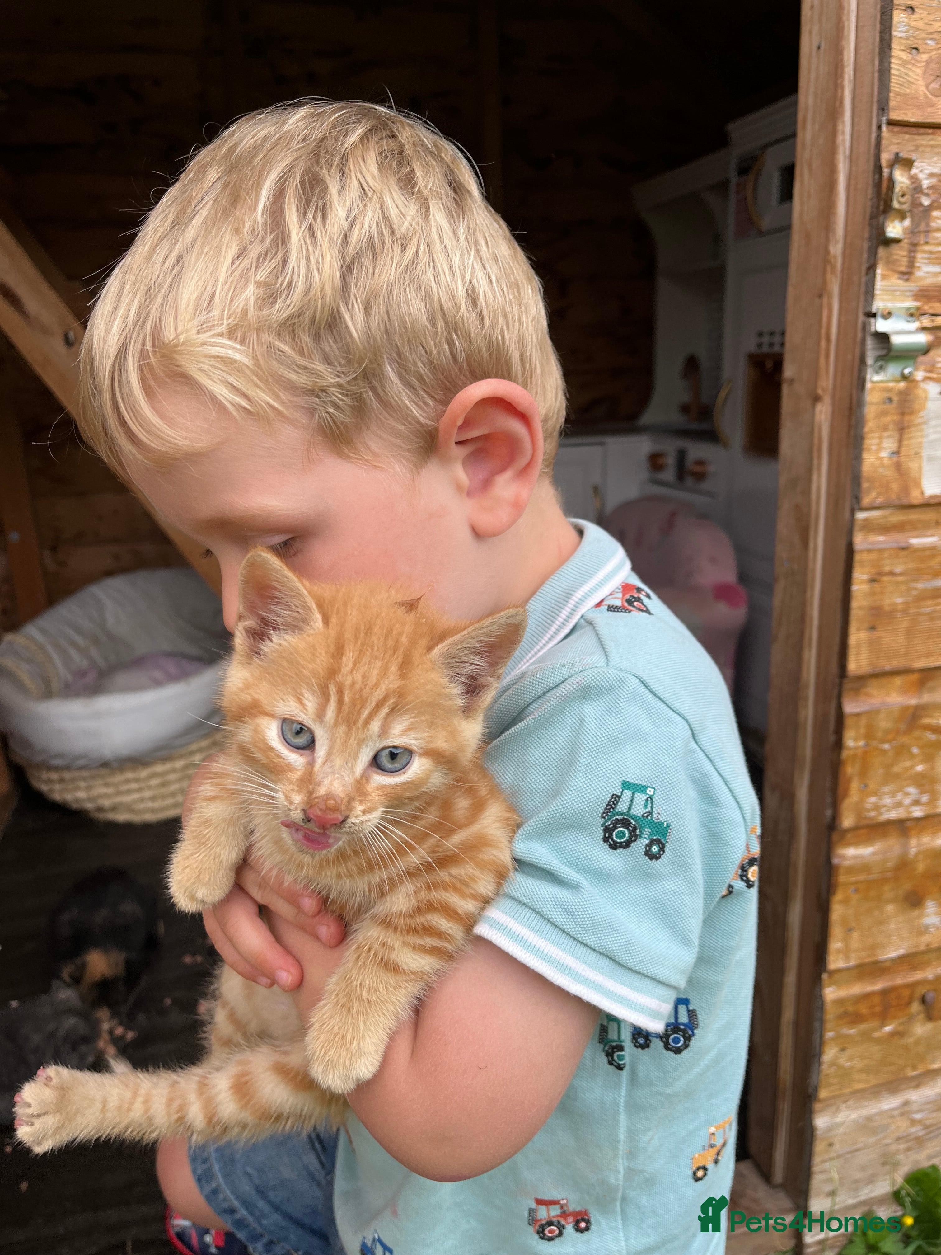 Domestic Shorthair cats **READY NOW** Beautiful ginger male kitten - Advert 6