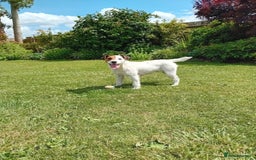 Parson Russell dogs for sale: Parsons Jack Russell Terrier Bitch - Advert 2