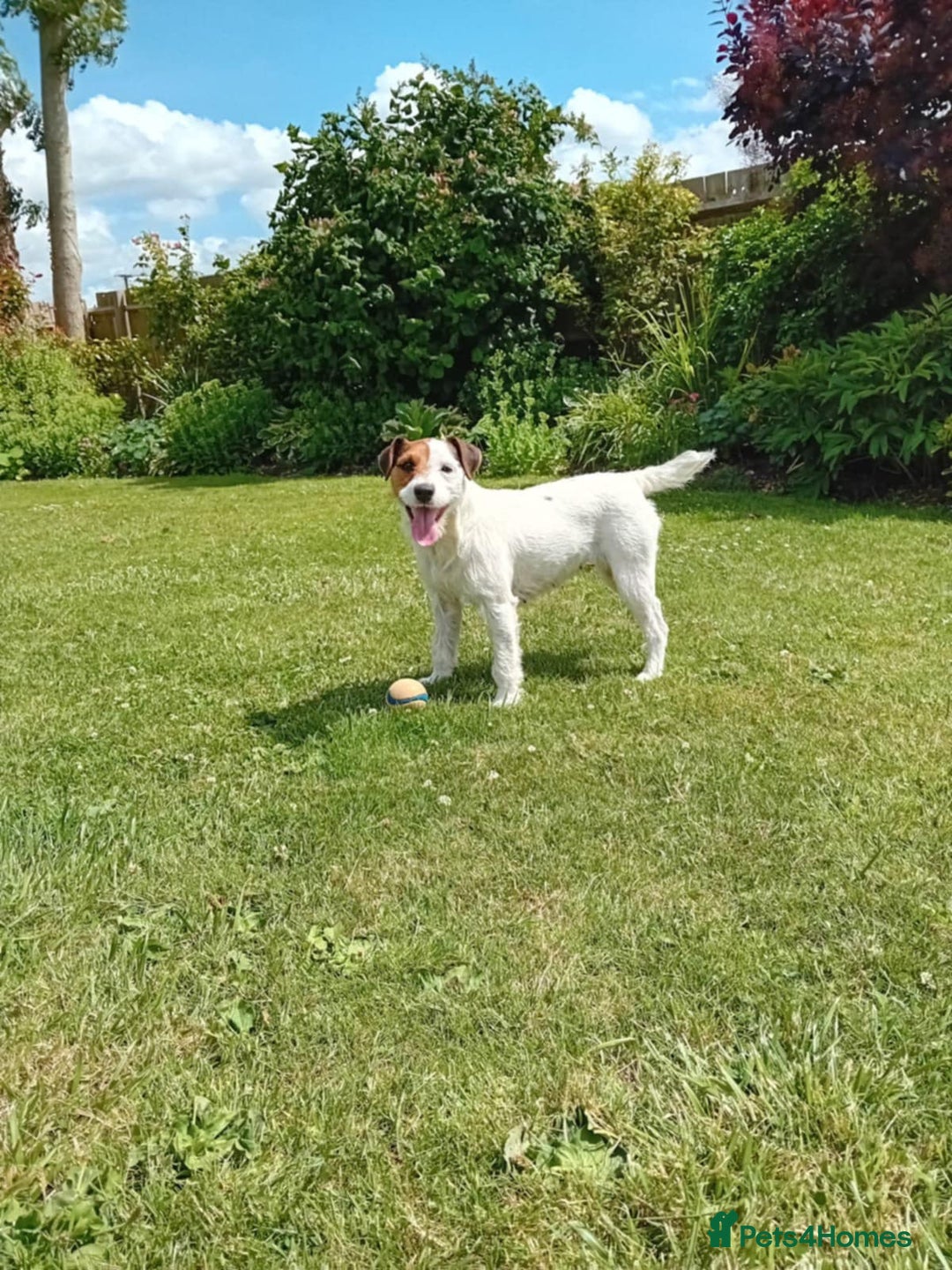 Parson Russell dogs for sale: Parsons Jack Russell Terrier Bitch - Advert 2