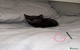 Mixed Breed cats for sale: 5x kittens looking for forever homes  - Image 1