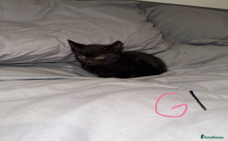 Mixed Breed cats - Advert 3