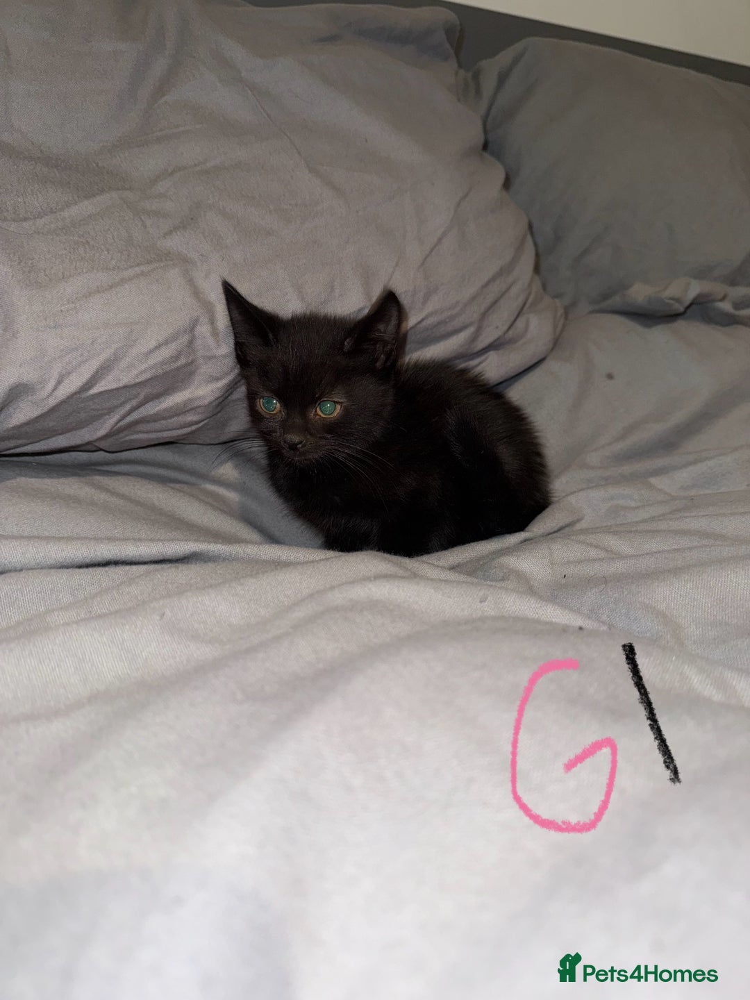 Mixed Breed cats for sale: 5x kittens looking for forever homes  - Image 1