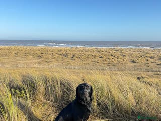 Labrador Retriever dogs Labrador retriever for stud - Advert 12