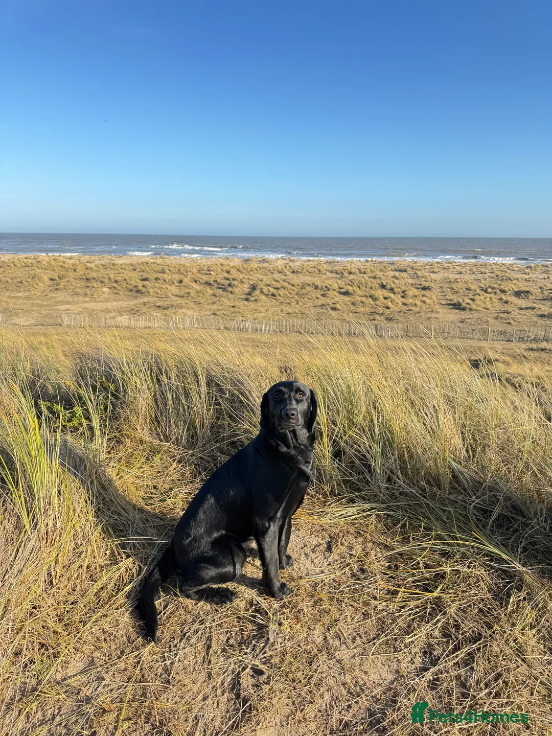 Labrador Retriever dogs for stud: Proven Labrador retriever for stud  - Advert 2