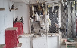 Cockatiels birds for sale: Babys and adults  - Image 1