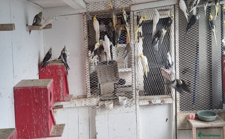 Cockatiels birds - Advert 5