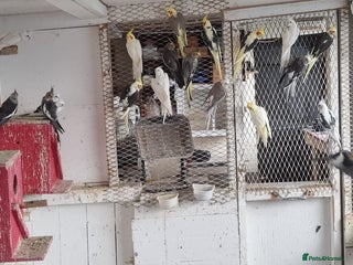 Cockatiels birds - Advert 25