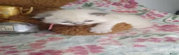 Ragdoll cats for sale: 💖 Two Gorgeous Ragdoll girls for sale 💖 - Advert 2