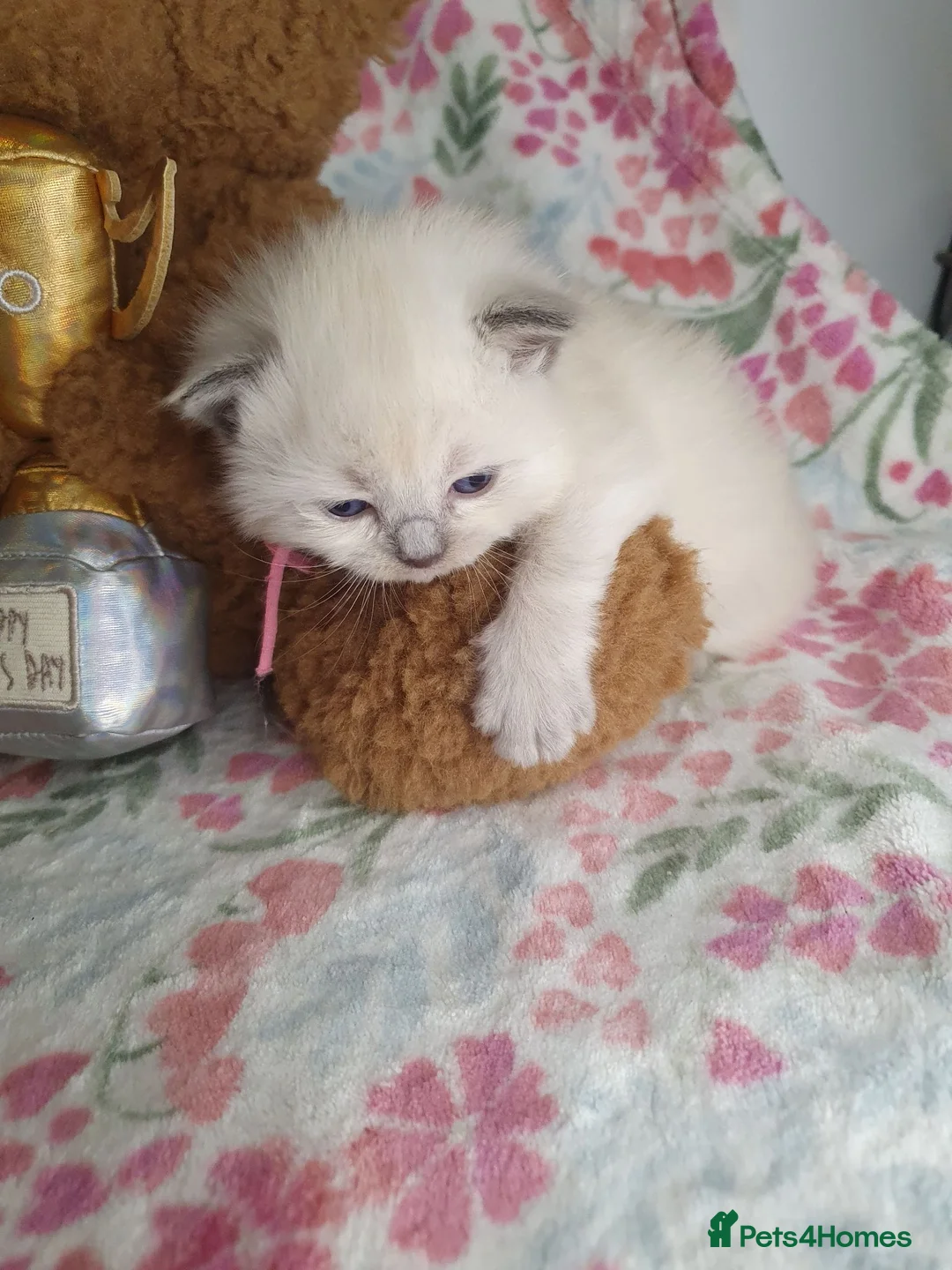 Ragdoll cats for sale: 💖 Two Gorgeous Ragdoll girls for sale 💖 - Advert 2